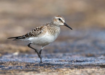 AdobeStock_400813235 White-rumped Sandpiper 