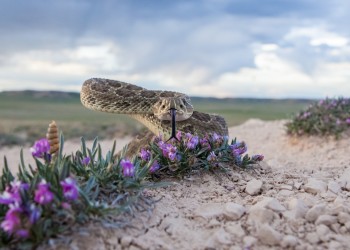 AdobeStock_408738691 Rattlesnake 
