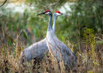 AdobeStock_430499138 Sandhill Cranes 