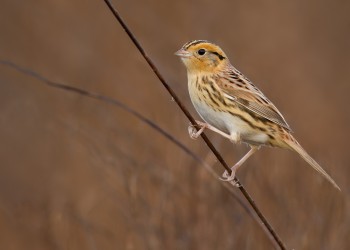 AdobeStock_430562018 Le Conte's Sparrow 