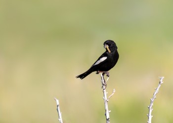 AdobeStock_444321808 A lark bunting 