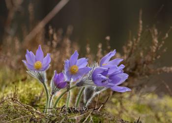 AdobeStock_458736388 American Pasque Flower 