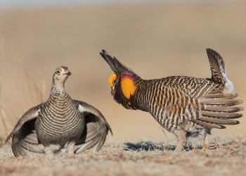 AdobeStock_472762469 Sharp-tail Grouse