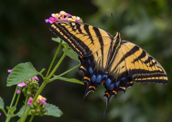 AdobeStock_474919380 Papilio multicaudata Two-tailed Swallowtail
