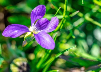 AdobeStock_503067800 Viloa pedatifida
