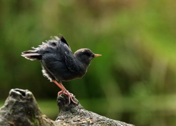 AdobeStock_559283116 American Dipper