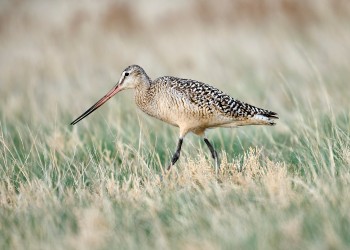 AdobeStock_573738138 Marbled Godwit 
