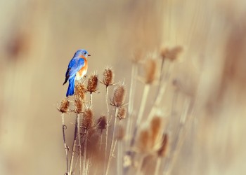 AdobeStock_599974800 Eastern Bluebird 
