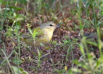 AdobeStock_610159880 Tennessee Warbler 
