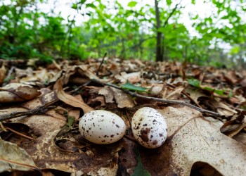 AdobeStock_613696395 Eastern Whip-poor-will Eggs 