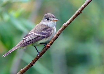 AdobeStock_628927847 Alder Flycatcher 