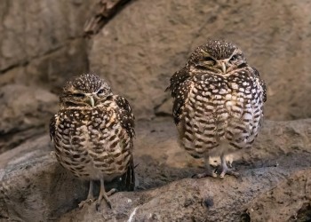 AdobeStock_633852403 Western Burrowing Owl