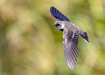 AdobeStock_633893251 Bank Swallow 