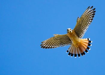 AdobeStock_682638802 American Kestrel