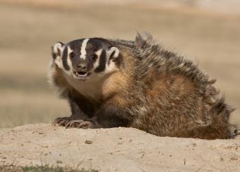 AdobeStock_706006344 American Badger.jpeg