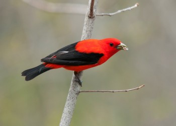 AdobeStock_73119182 Scarlet Tanager 