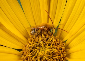 AdobeStock_734289714 Sunflower Bees (Svastra obliqua)