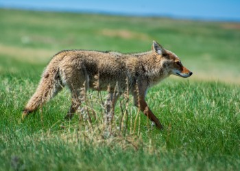 AdobeStock_737530545 Coyote 