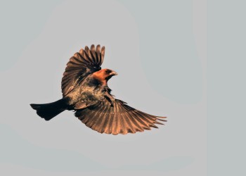 AdobeStock_793984872 Brown-headed Cowbird in flight 