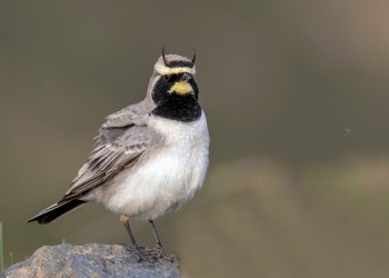 Horned Lark