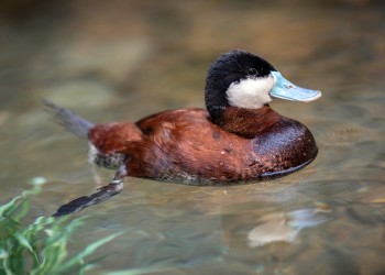 AdobeStock_821031901 Ruddy Duck 