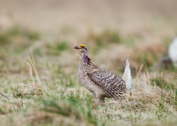 AdobeStock_89128658 female sharp-tailed grouse 
