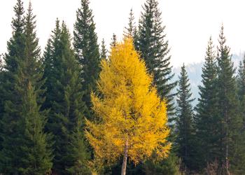 AdobeStock_99646000 Siberian Larch.jpeg