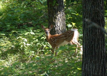 Whitetail Fawn on Sheyenne NG