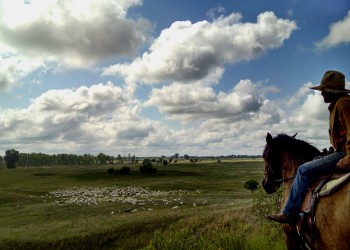 Sheep and horseback - Sheyenne NG 