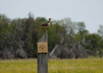 Upland sandpiper