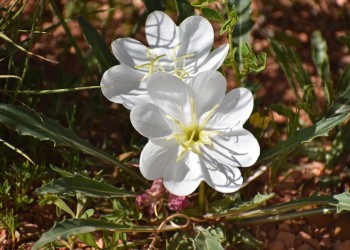 Gumbo lily (Oenothera caespitosa)