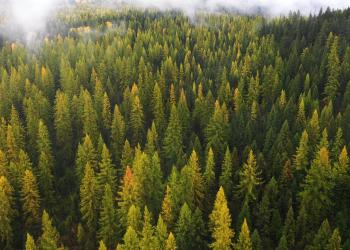 A forest scene, the larches are turning yellow.