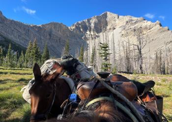 Loaded mules paused in front of Pentagon Mountain