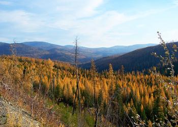 A view of yellow larches from a Forest Service road