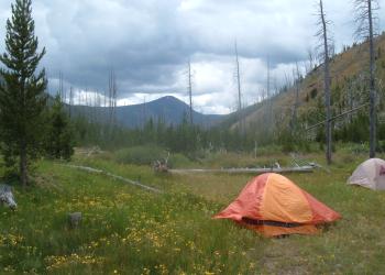 Tent in a wildflower meadow