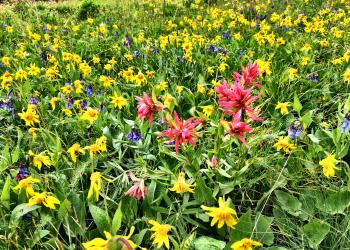 Wildflowers