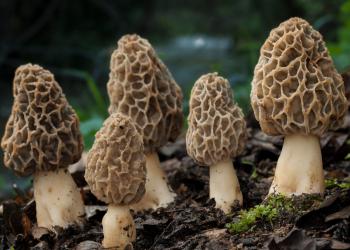 Morel mushrooms growing in dirt