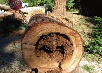Rotten hazard tree on ground at campground