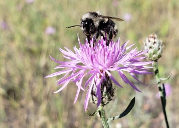 A bee collects pollen from a knapweed flower.