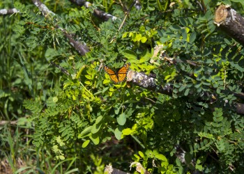 An orange and black butterfly, with a black line across its hind-wings flies above thick green vegetation.