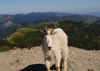 A large, black-horned wild goat with a shaggy white coat stands atop a mountain peak with scenic rugged mountains in the background.