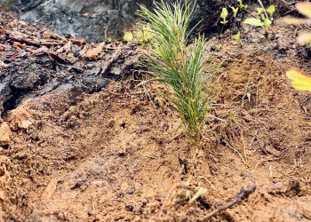 A tiny pine tree seedling has been planted on the forest floor near a burned tree stump.