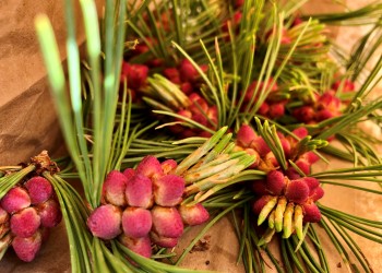 Small, reddish pollen cones are clustered at the base of light green conifer needles.