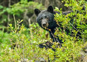A photo of a black bear looking towards the camera, coming out from behind a bush in the forest.