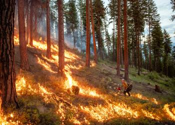 A wildland firefighter uses a drip torch to ignite ground fuels along a hillside underneath large, scattered, ponderosa pines.