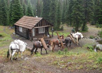 A man on a horse followed by 5 horses with packs on walking by old cabin in forested area. 