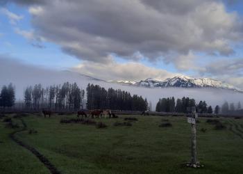 Photo of the Ninemile mule pack train. 