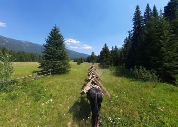 Photo of the Ninemile mule pack train.