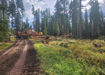 Image of logging during a timber sale. 