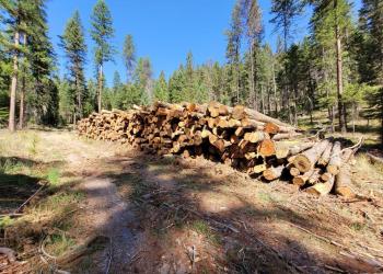 Image of logging during a timber sale. 